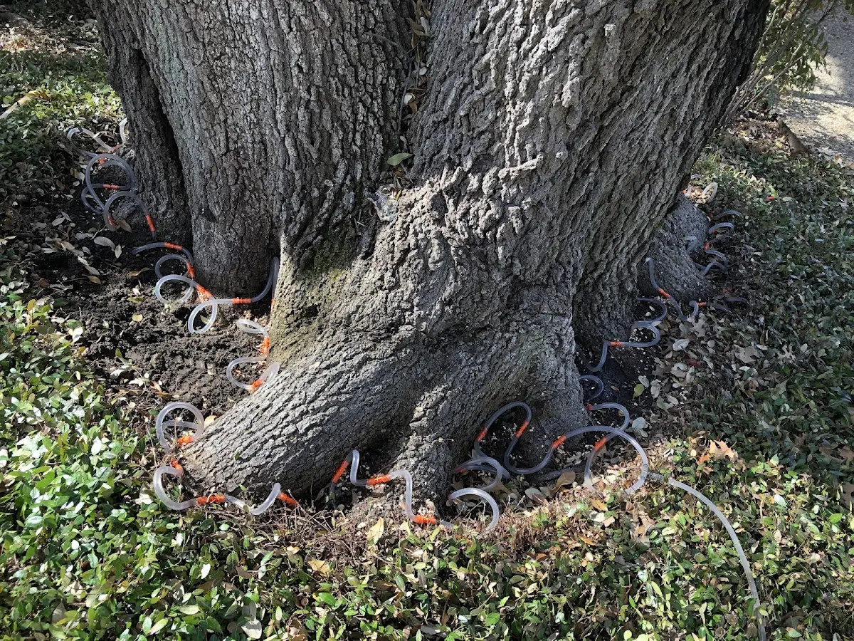 Detailed Tree Cabling and Bracing job site in Pocono Pines