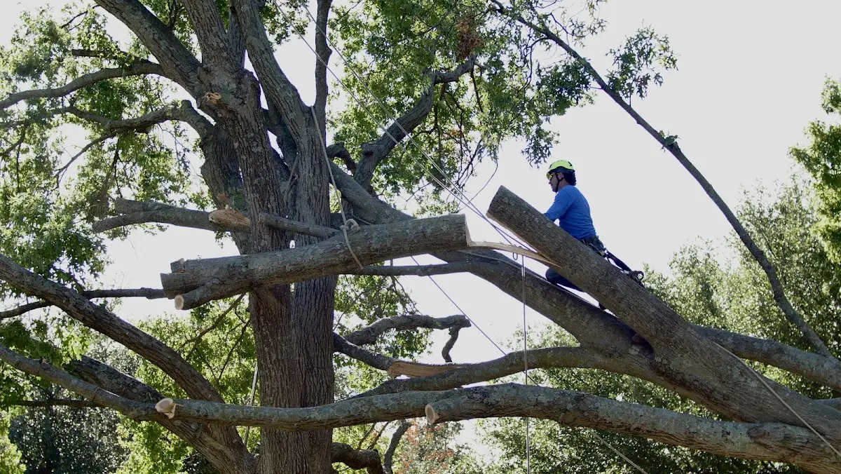 Professional Crown Thinning performed by certified arborists in Pocono Pines