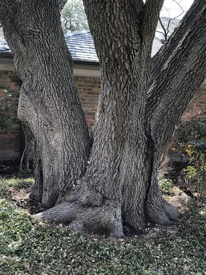 Mature heritage tree close to a Pocono Pines property cared for by certified arborists